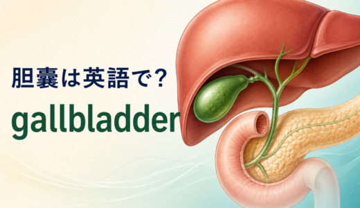 「胆嚢」は英語で？gallbladderの発音・語源、bile・gallstoneとの違い