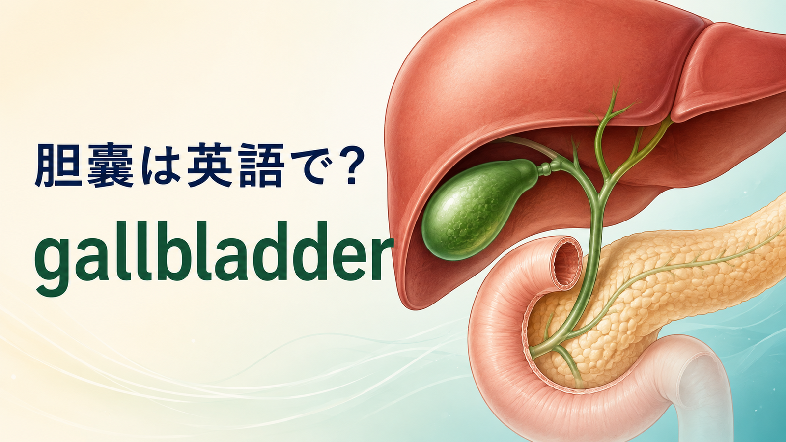 「胆嚢」は英語で？gallbladderの発音・語源、bile・gallstoneとの違い