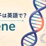 遺伝子は英語でgeneと示しDNA上の一部分を強調したアイキャッチ画像