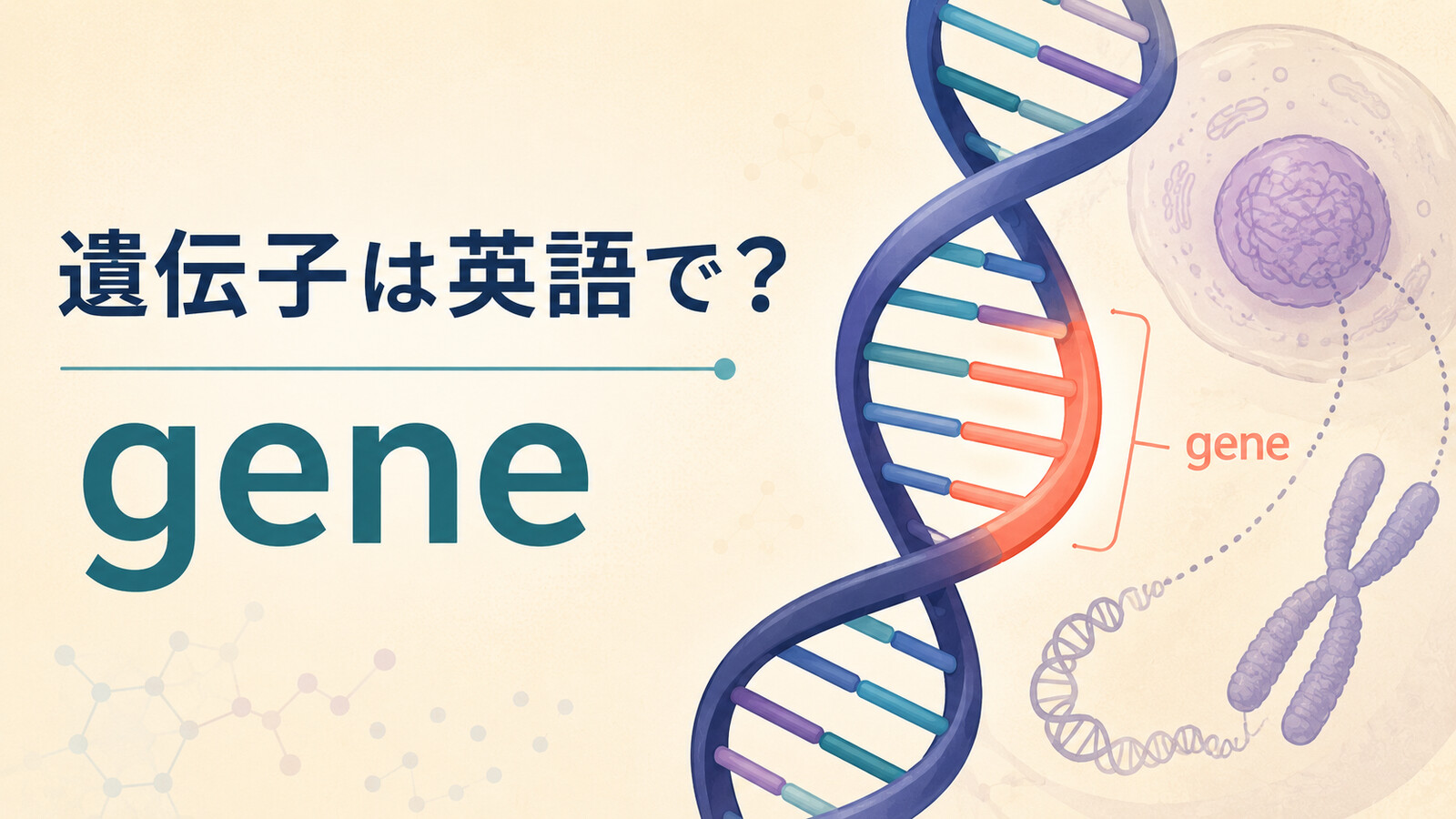 「遺伝子」は英語で？geneの発音・複数形とDNA、chromosome、geneticの違い