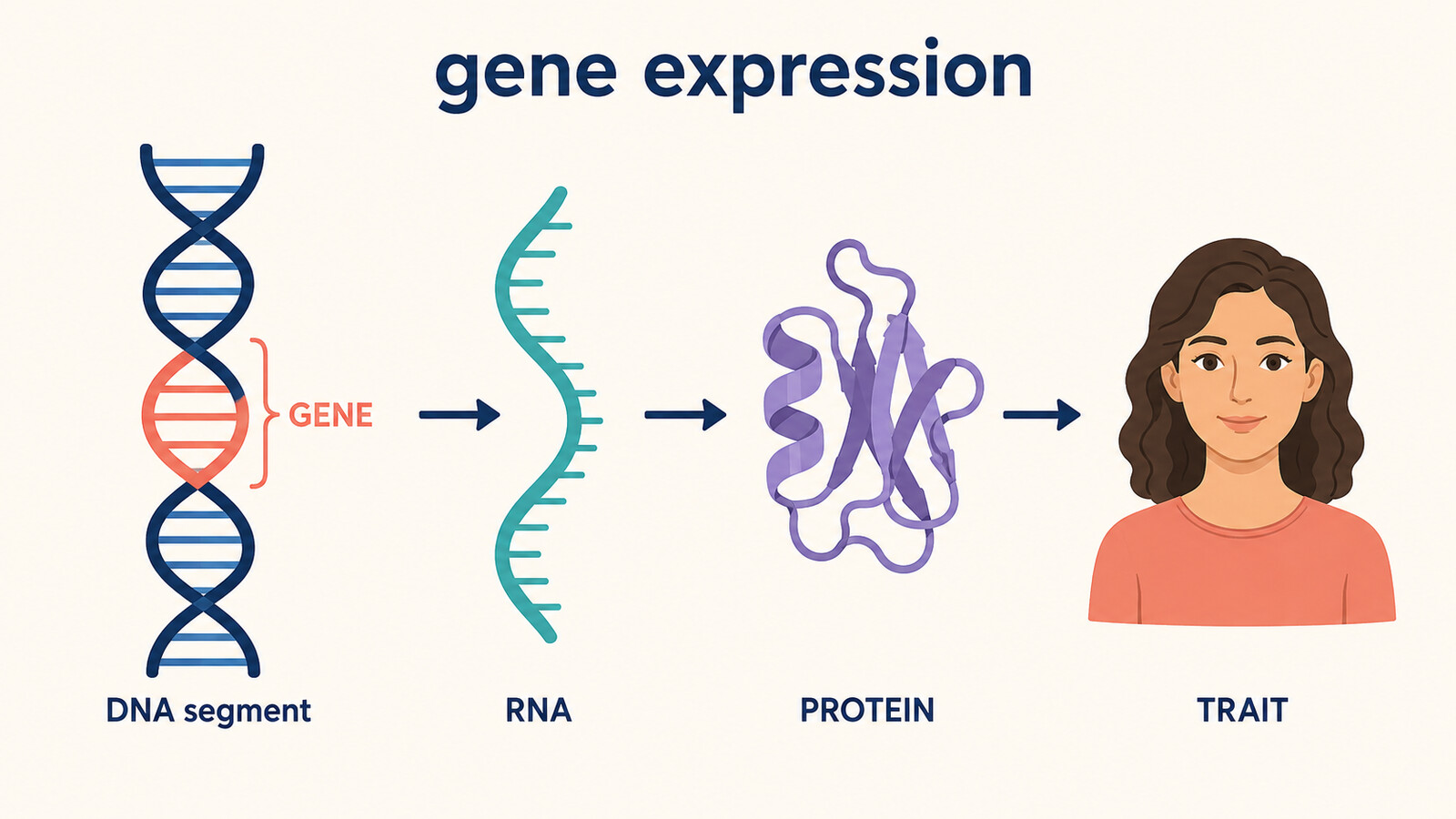 geneがDNA上の領域でありRNA、protein、traitへ情報が使われる流れを示す英語図解