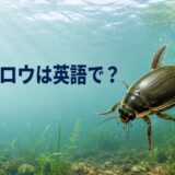ゲンゴロウは英語で？diving beetleの意味と発音を解説するアイキャッチ