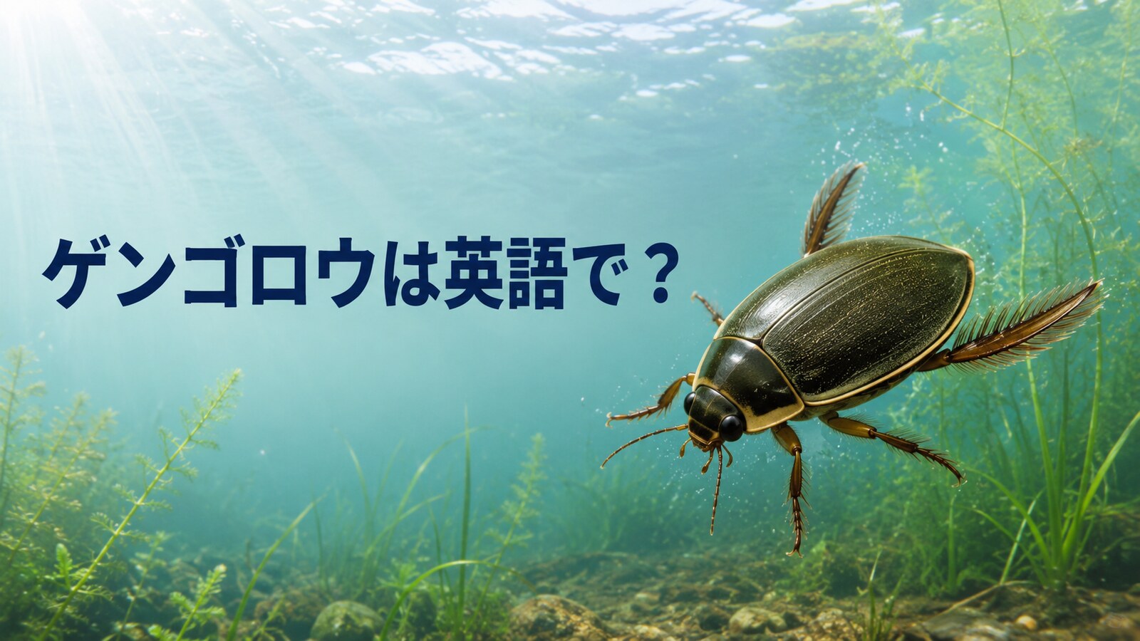ゲンゴロウは英語で？diving beetleの発音・名前の意味と泳ぐ仕組みを解説