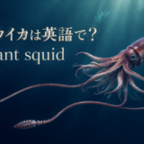 ダイオウイカは英語でgiant squidと伝えるアイキャッチ