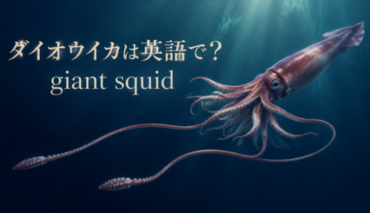 ダイオウイカは英語で？giant squidの発音・複数形とcolossal squidとの違い