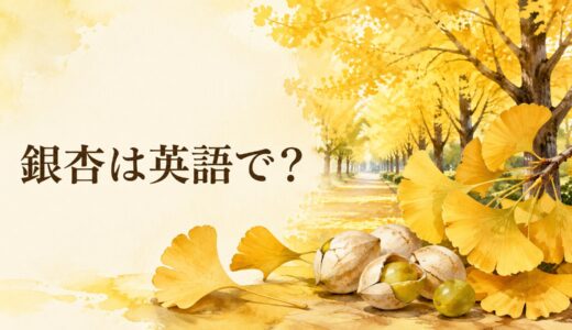 銀杏は英語で？ginkgo nut・ginkgo seedの違い、発音・語源とイチョウの英語