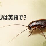 ゴキブリは英語で?cockroachとroachを解説するアイキャッチ