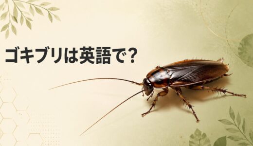 ゴキブリは英語で？cockroachとroachの違い・発音・成長段階を解説