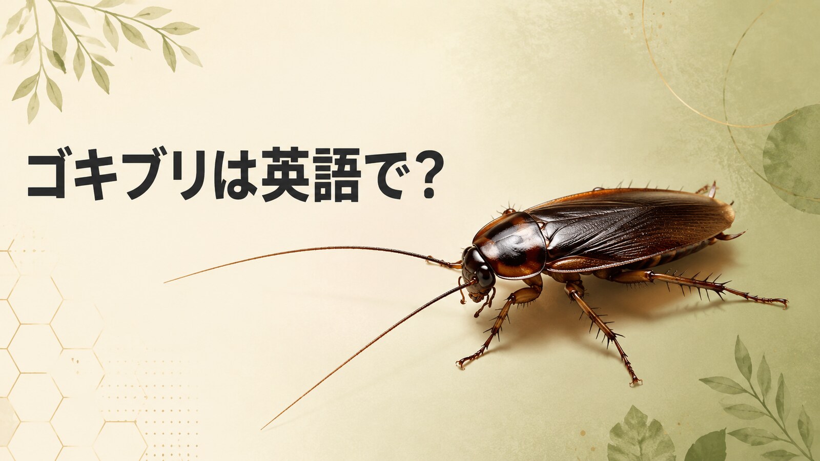 ゴキブリは英語で？cockroachとroachの違い・発音・成長段階を解説