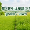 草・芝生は英語で？grassとlawnを示した記事アイキャッチ