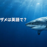 ホホジロザメは英語でgreat white sharkと表すことを紹介するアイキャッチ画像
