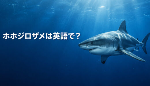 ホホジロザメは英語で？great white sharkの発音・複数形と名前の由来