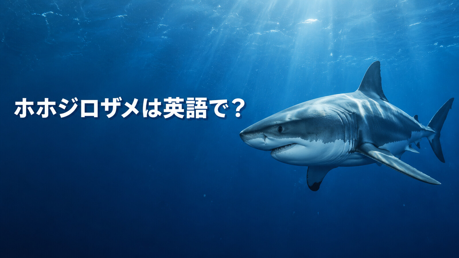 ホホジロザメは英語で？great white sharkの発音・複数形と名前の由来