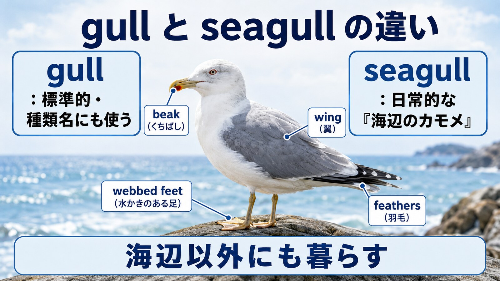 gullとseagullの違い、カモメの体の部位を示す英語図解