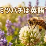 花の蜜と花粉を集めるハチミツバチと「ハチミツバチは英語で?」の文字