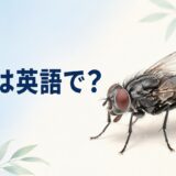 ハエは英語で？flyの意味と複数形を解説するアイキャッチ