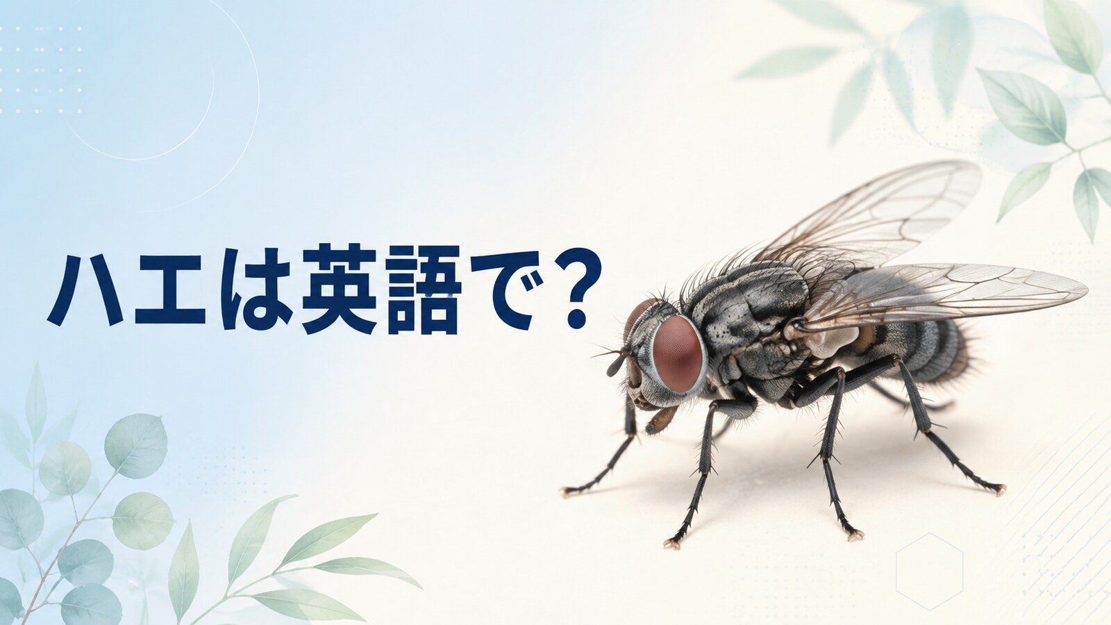ハエは英語で？flyの発音・複数形fliesと種類、ウジの英語を解説