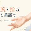 手・腕・指の部位を英語で学ぶ記事のアイキャッチ