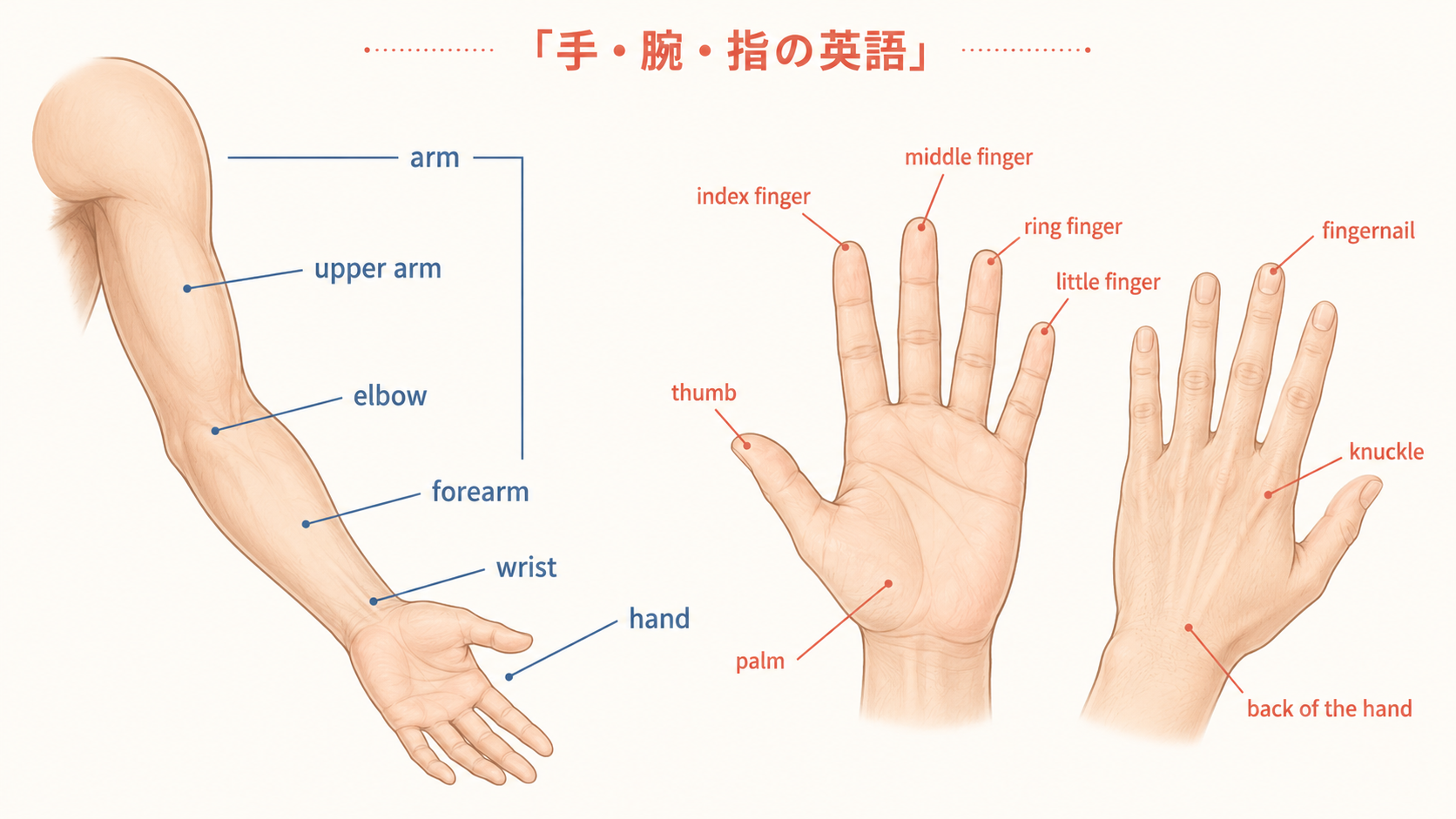 arm・elbow・wrist・hand・palm・fingerなど手と腕の英語部位図