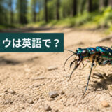 砂地の道にいる青緑色のハンミョウと「ハンミョウは英語で?」の文字