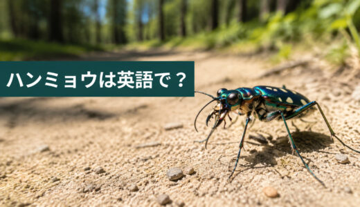 ハンミョウは英語で？tiger beetleの発音・名前の由来・「道教え」の表現