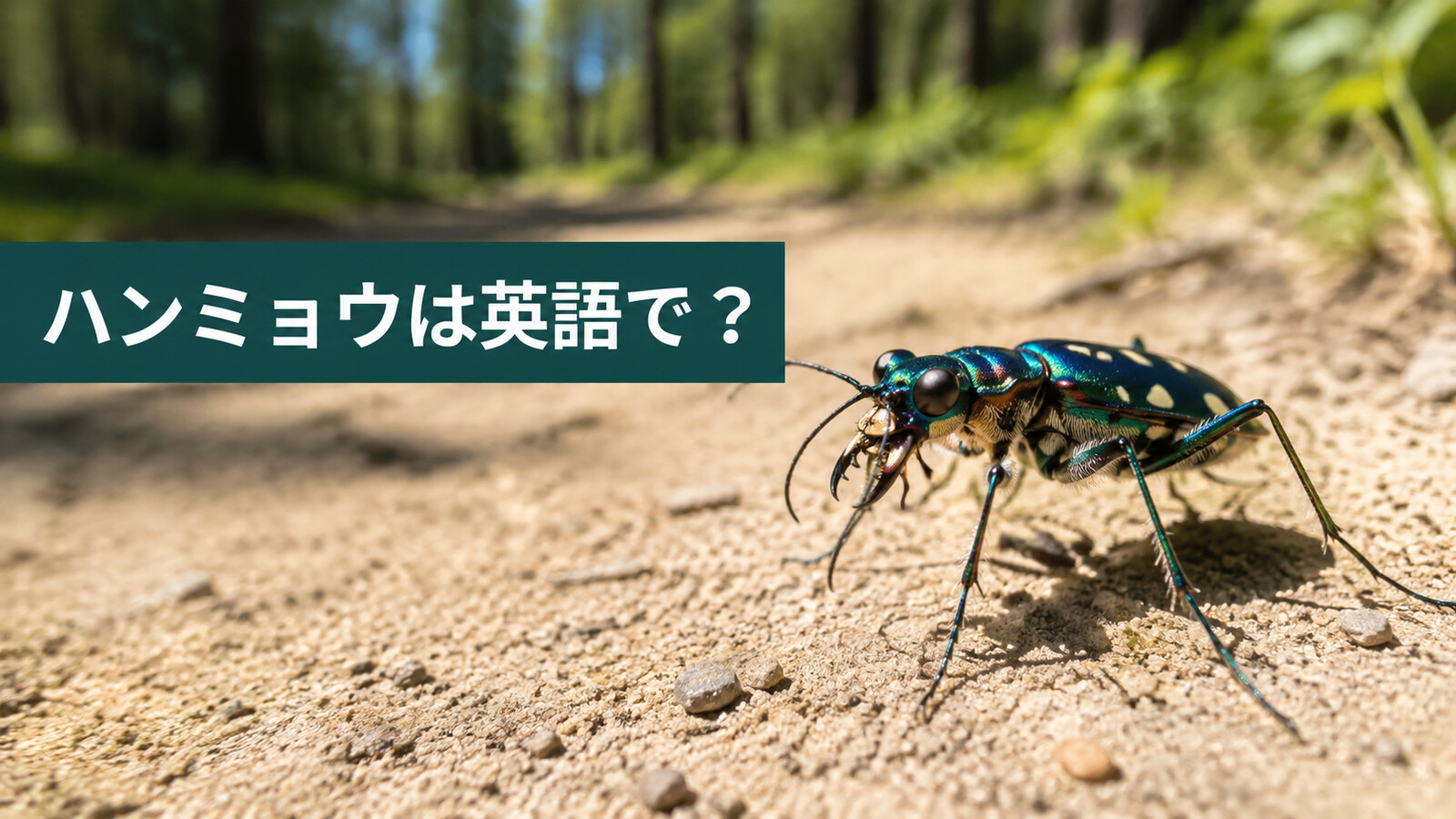 ハンミョウは英語で？tiger beetleの発音・名前の由来・「道教え」の表現