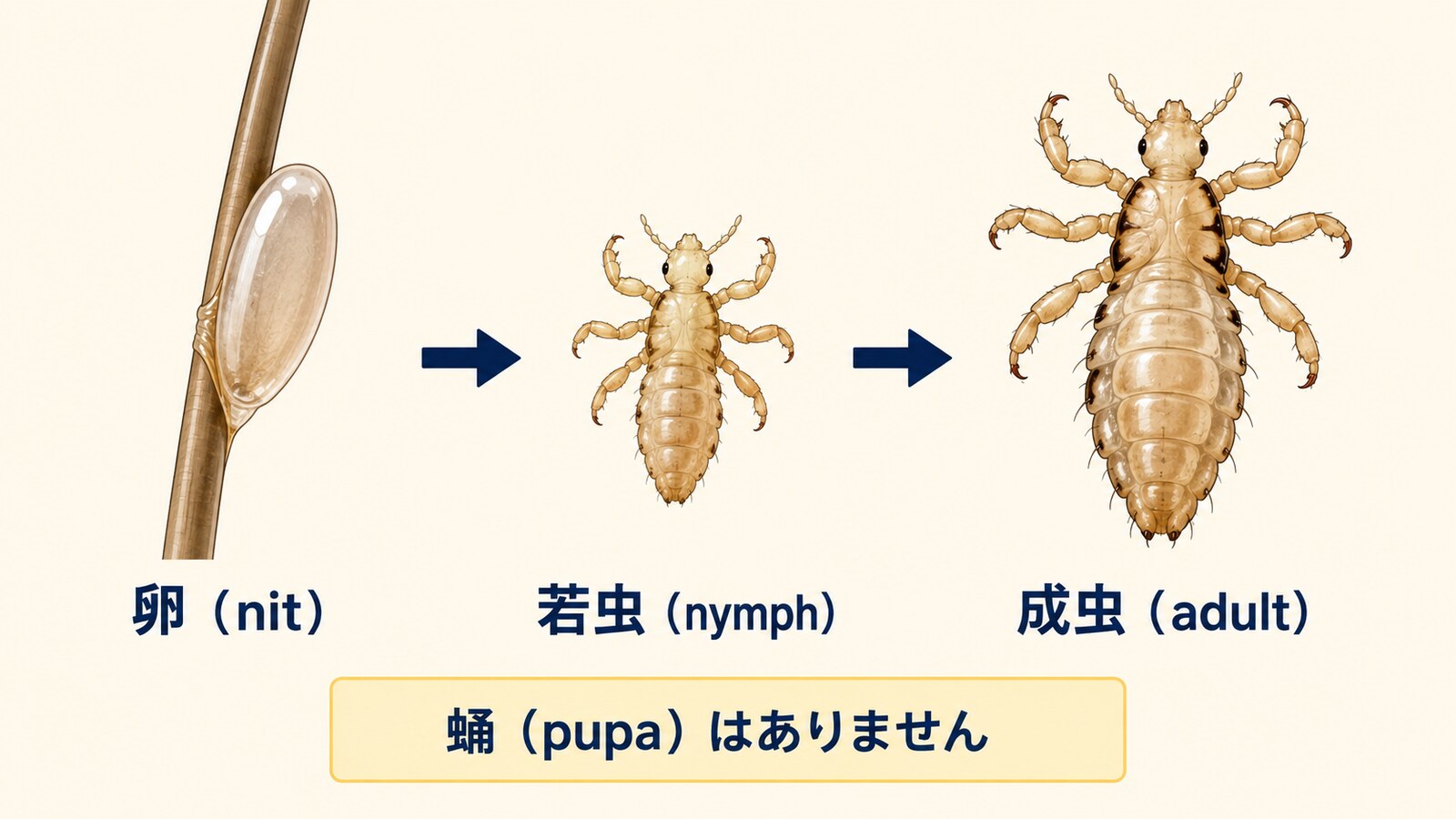 シラミの成長段階 卵（nit）・若虫（nymph）・成虫（adult）と蛹がないことを示す図