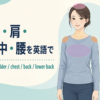 頭・首・肩・胸・背中・腰を英語で：head、neck、shoulder、chest、back、lower back