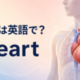 心臓は英語でheart｜発音・意味・関連表現を解説するアイキャッチ