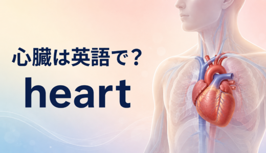 「心臓」は英語で？heartの発音・意味とchestとの違い、心拍・循環器の英語