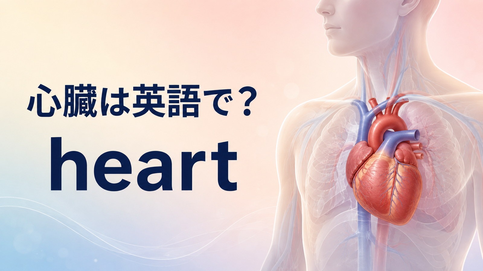 心臓は英語でheart｜発音・意味・関連表現を解説するアイキャッチ