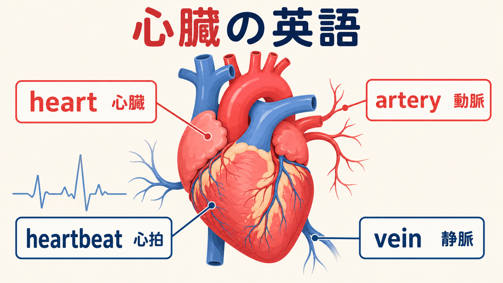 heart・heartbeat・artery・veinの意味を示す心臓の英語図解