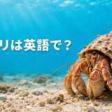 海底のヤドカリと「ヤドカリは英語で?」の文字