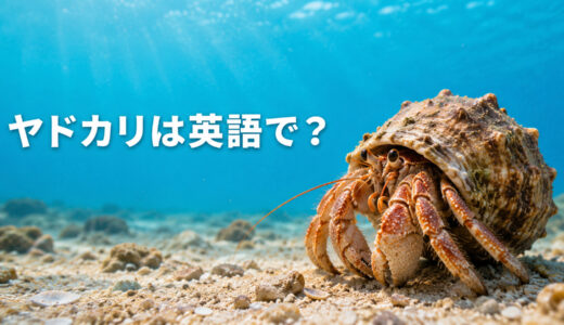 ヤドカリは英語で？hermit crabの発音・複数形と「貝殻を引っ越す」の言い方