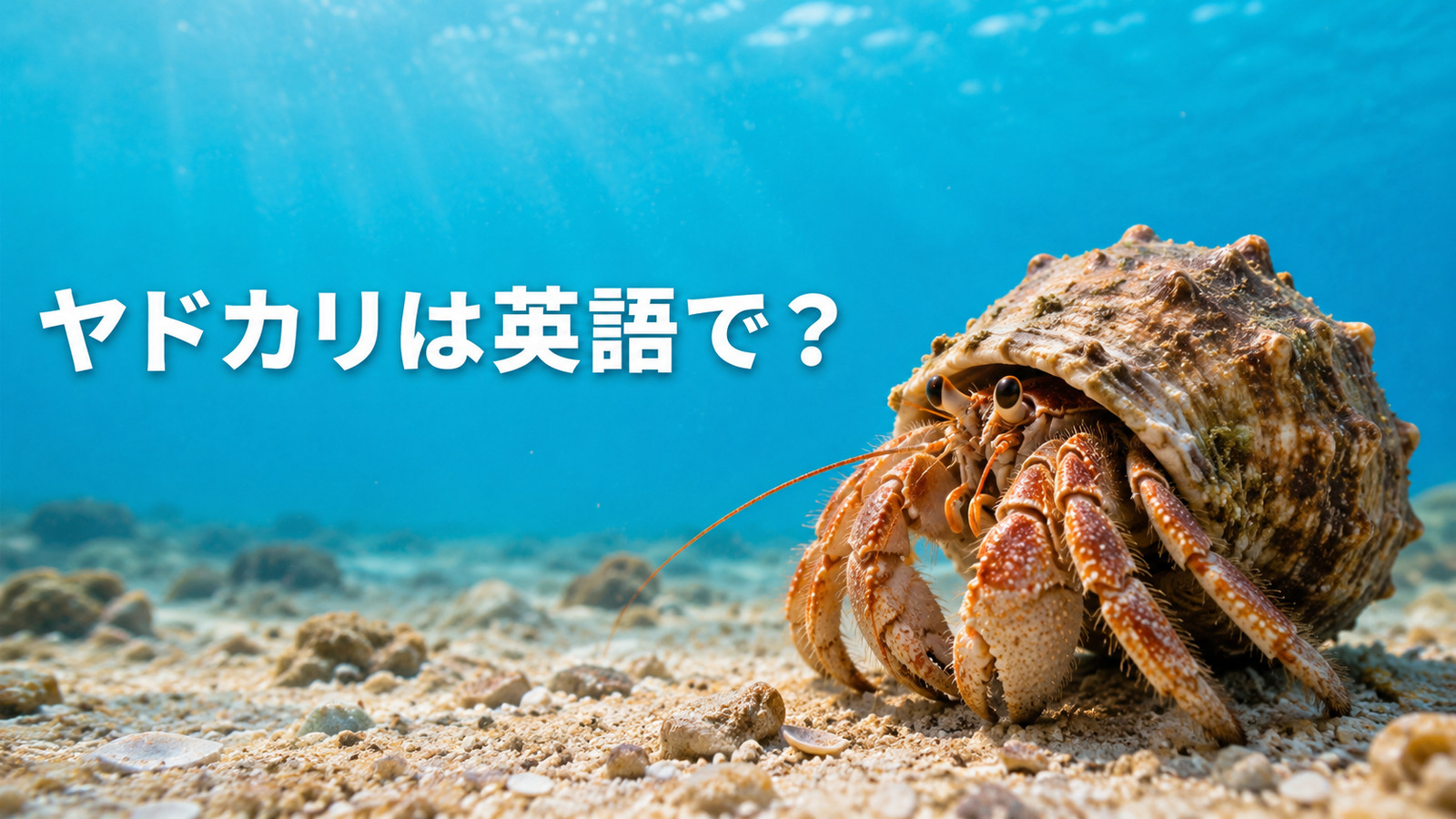 海底のヤドカリと「ヤドカリは英語で?」の文字
