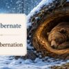 冬眠中のクマとhibernate・hibernationの違いを示したイラスト