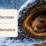 冬眠中のクマとhibernate・hibernationの違いを示したイラスト