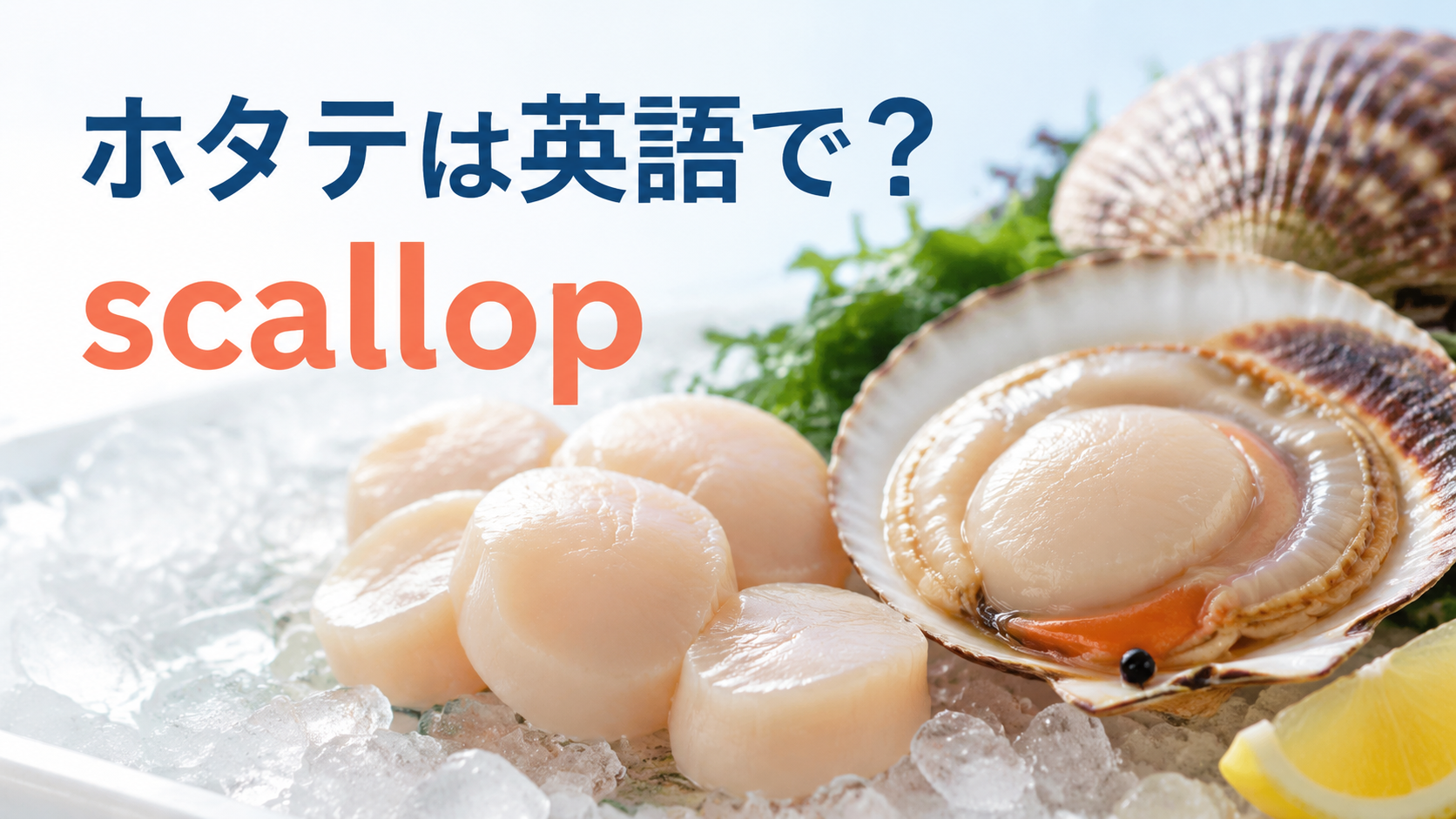 ホタテは英語でscallopと表すことを伝えるアイキャッチ