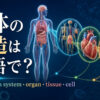 人体の構造は英語で？ body・organ system・organ・tissue・cellの階層を示したアイキャッチ