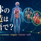 人体の構造は英語で? body・organ system・organ・tissue・cellの階層を示したアイキャッチ