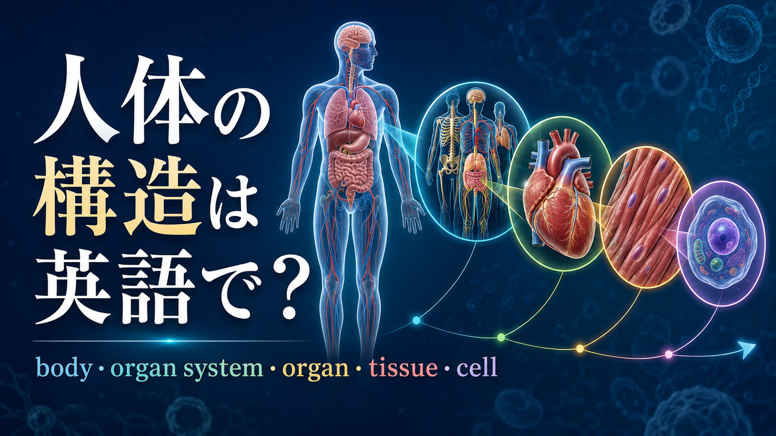 人体の構造は英語で? body・organ system・organ・tissue・cellの階層を示したアイキャッチ
