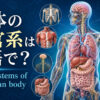 人体の器官系は英語で？organ systems of the human bodyと主要な器官を示したアイキャッチ