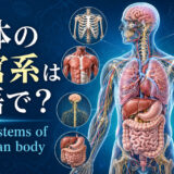 人体の器官系は英語で?organ systems of the human bodyと主要な器官を示したアイキャッチ
