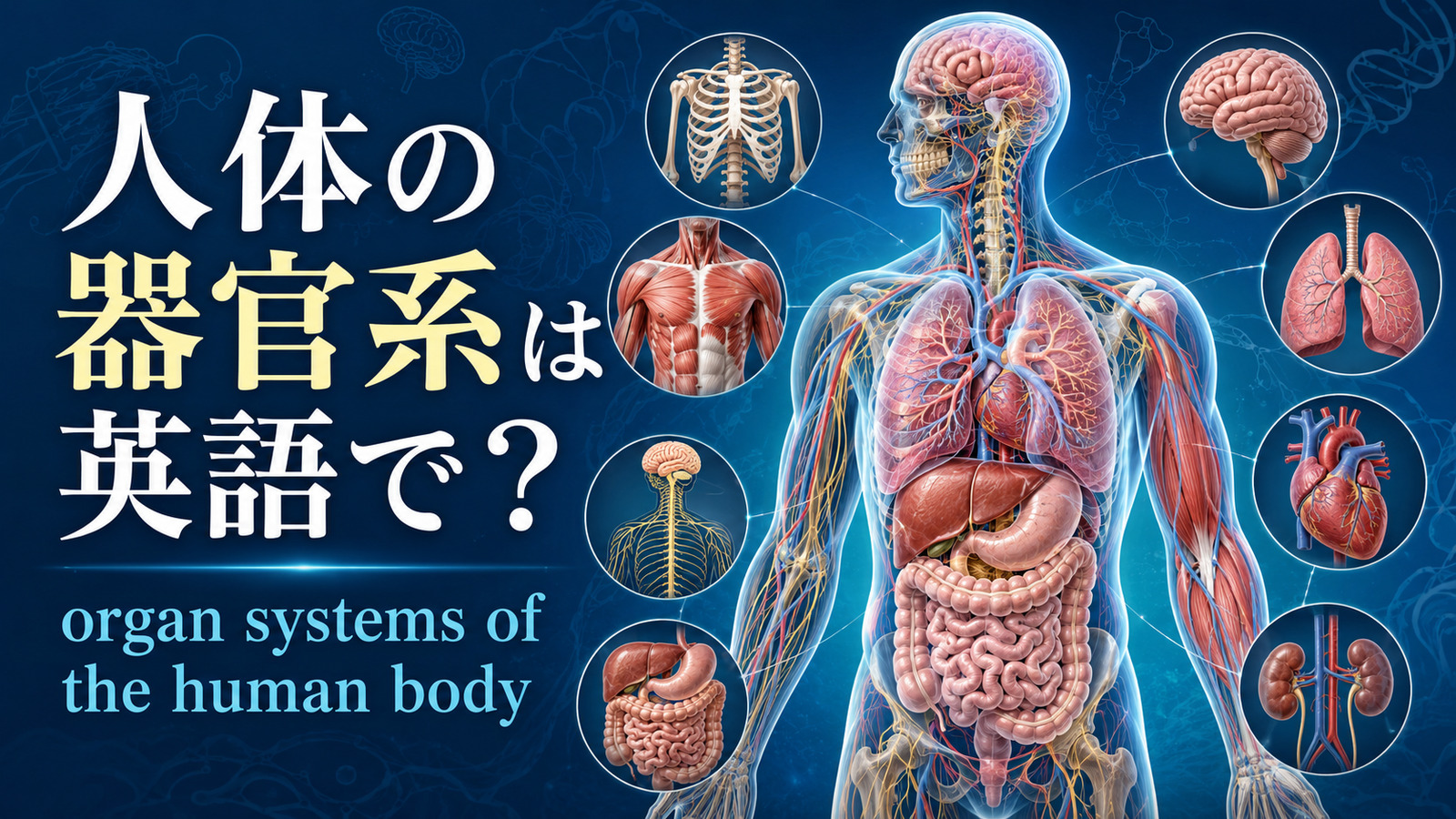 人体の器官系は英語で？organ systems of the human bodyと主要な器官を示したアイキャッチ