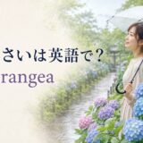 あじさいは英語でhydrangea