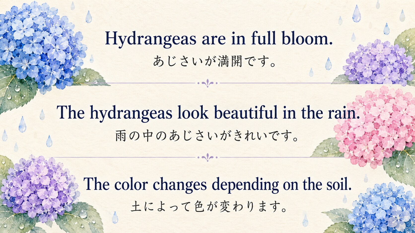 あじさいと梅雨に使える英語フレーズ