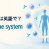 免疫系は英語で？immune systemと白血球・抗体・病原体から身体を守る仕組みを示したアイキャッチ