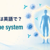 免疫系は英語で?immune systemと白血球・抗体・病原体から身体を守る仕組みを示したアイキャッチ