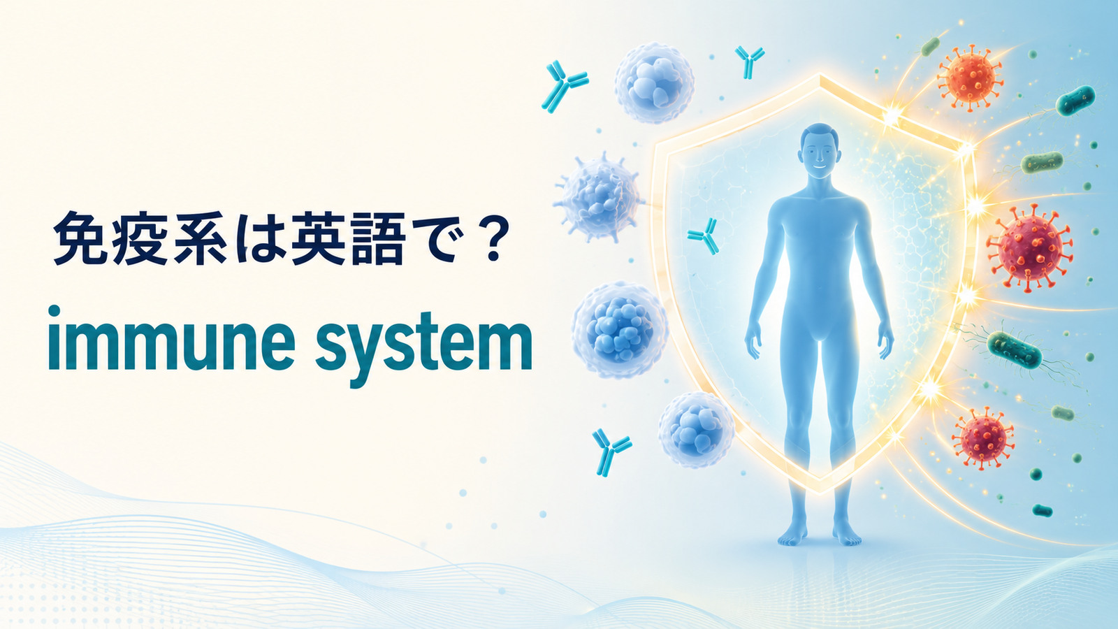 免疫系は英語で?immune systemと白血球・抗体・病原体から身体を守る仕組みを示したアイキャッチ
