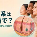 外皮系は英語で？integumentary systemと皮膚・髪・爪・汗腺・皮脂腺を示したアイキャッチ